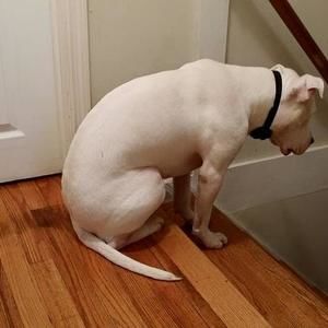 Meet your Posher, Sasha